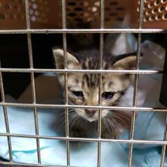 子猫ネコの保護をしてる方宜しくお願い致します。 - 手伝って/助けて