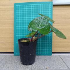 センカクカンアオイ