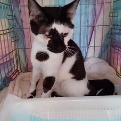 個性派『ウーノ君』です😽家族になってください