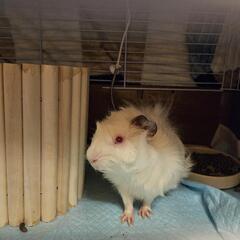 アビシニアンのアルビノ
