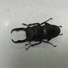 採れたてコクワガタ3匹