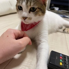 なっちゃん里親探してます！