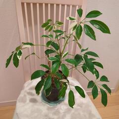 斑入りカポック　高さ50センチ　観葉植物