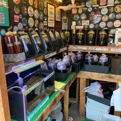 【五桜メダカ】 6月8日　横須賀めだか無人販売