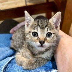 生後１カ月まりもちゃん里親募集