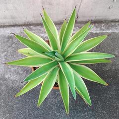 ベネズエラ！子株付き！良いサイズのアガベの画像