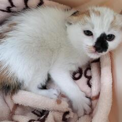 三毛猫 1ヶ月ちょっとの子猫 メス