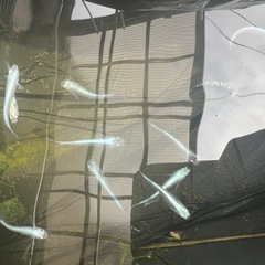 【得】メダカ ミックス 5匹以上【数指定可】