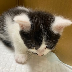保護猫ちゃんです