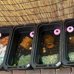 【お譲りください】めだか メダカ