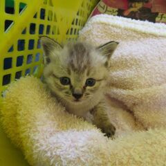 可愛い子猫の里親募集中