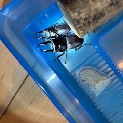 コクワガタ4匹セット！！