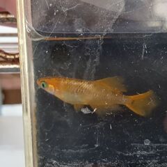 天翔メダカ卵15個