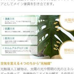 【定価80％OFF】パキラ観葉植物フェイク消臭抗菌効果ありの画像