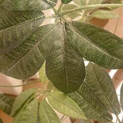 【定価80％OFF】パキラ観葉植物フェイク消臭抗菌効果ありの画像