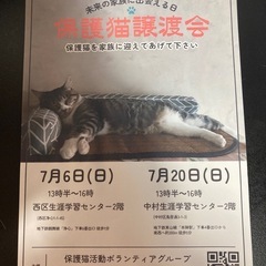 仔猫の譲渡会 - 名古屋市