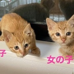 仔猫の譲渡会 − 愛知県