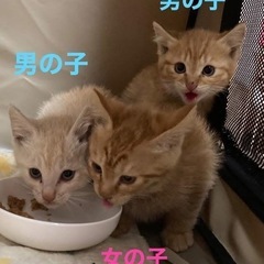 仔猫の譲渡会 - 里親募集
