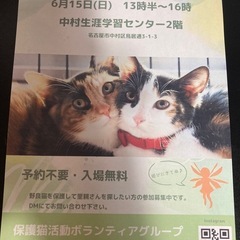 仔猫の譲渡会 - 猫