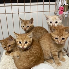 仔猫の譲渡会