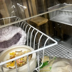 モモンガ　小動物用　アクリルゲージの画像