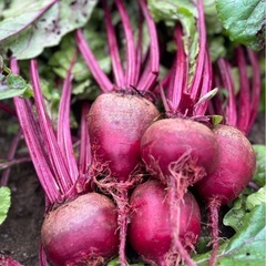 ⑥【愛知県産・農家直送】スーパーフード 奇跡の野菜　ビーツ 1キ...
