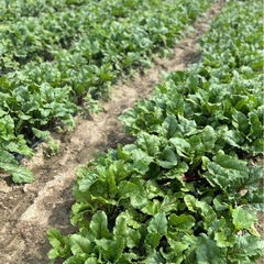 ⑥【愛知県産・農家直送】スーパーフード 奇跡の野菜　ビーツ 1キロ ・#Aichi-Ken beterraba #beet の画像