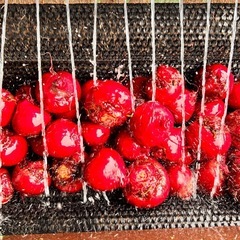 ⑥【愛知県産・農家直送】スーパーフード 奇跡の野菜　ビーツ 1キロ ・#Aichi-Ken beterraba #beet の画像