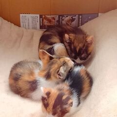 三毛猫３匹の募集中。3月末生まれの子猫