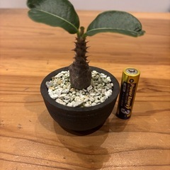 ウィンゾリー