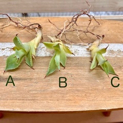 アガベ・ポタトラム 雷神　◆カキコ　子株の画像