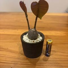 観葉植物　ボンバックス　oroku鉢