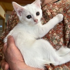 保護猫の白ネコです
