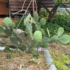 大盆丸🌵うちわサボテン