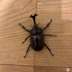 カブトムシ（ペア）_2025年①