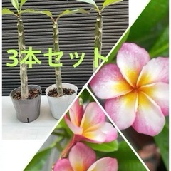 プルメリア実生苗(発根済)3本セット(バラ売りOK)