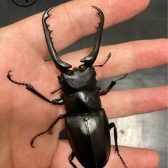 ギラファノコギリクワガタ★新成虫ペアの画像