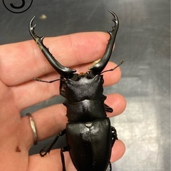 ギラファノコギリクワガタ★新成虫ペアの画像