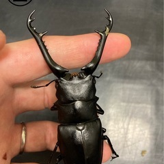 ギラファノコギリクワガタ★新成虫ペアの画像