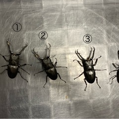 ギラファノコギリクワガタ★新成虫ペア