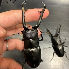 ギラファノコギリクワガタ★新成虫ペアの画像