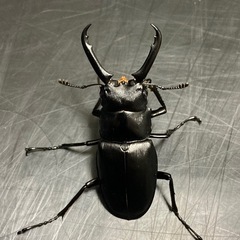 ちびギラファノコギリクワガタ★新成虫ペア