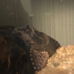 熱帯魚　セルフィンプレコ　Mサイズ