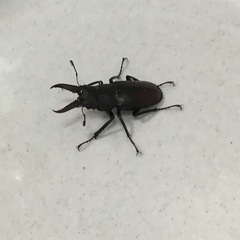 採りたてノコギリクワガタ