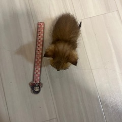 面倒みれる方いませんか