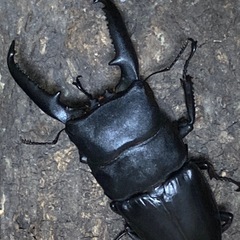 パラワンオオヒラタクワガタ　ペア
