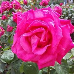 お花を見て美しいと思う、お花友達募集!!