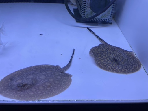 淡水エイ　　ポルカ