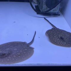 淡水エイ　　ポルカ
