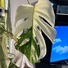希少　班入りモンステラ　大苗の画像